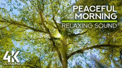 새들의 지저귐 - 여름날 분위기